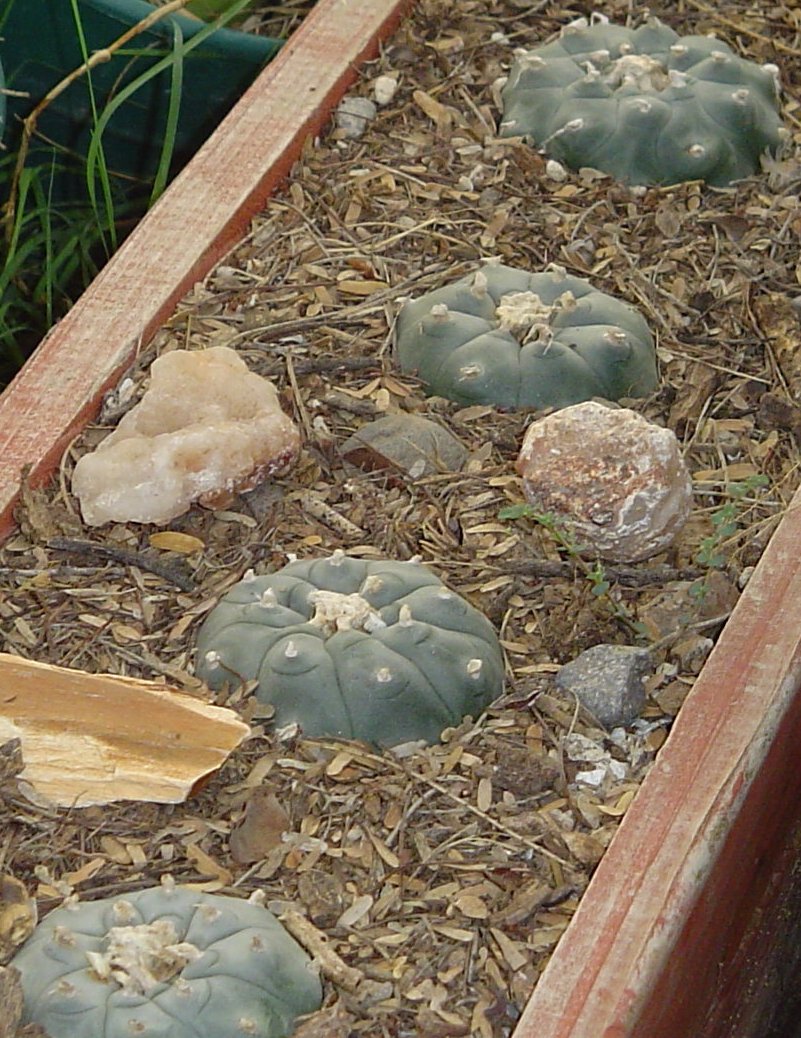 PEYOTE pictures