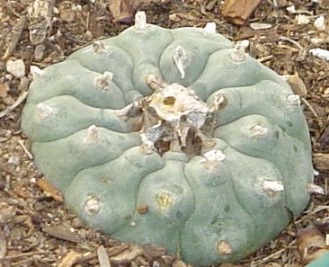 PEYOTE: the divine cactus
