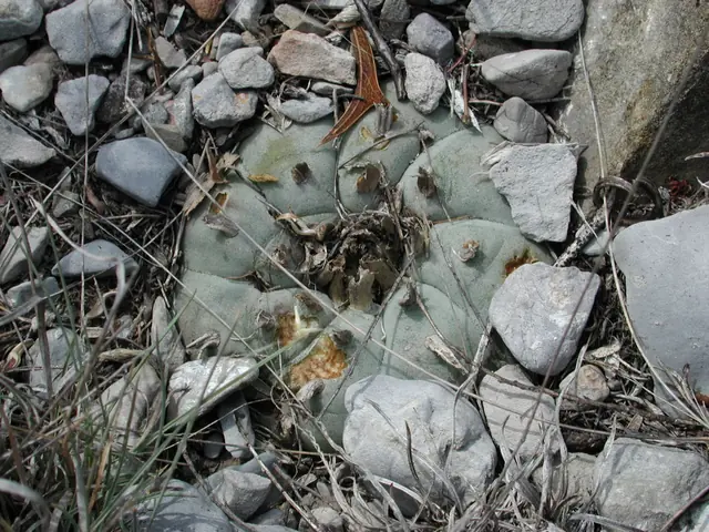 A wild peyote cactus half hidden among grey stones and dry grass