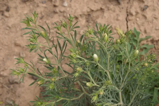 A low, finely leaved Syrian rue plant on bare earth