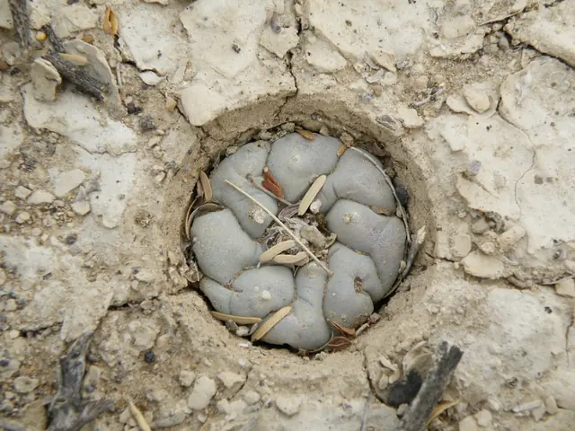 A wild peyote cactus sunk level with the cracked limestone soil around it