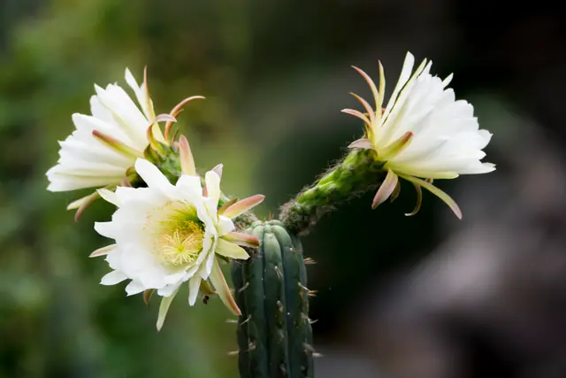 Large white night-blooming flowers on a San Pedro cactus stem